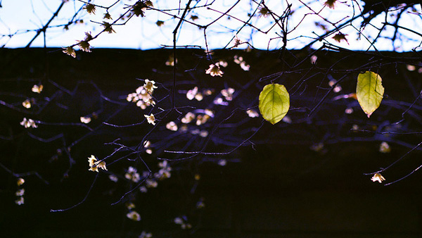 【时光】祝自己，生快乐，如此真好！