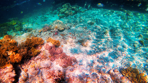 【风光】换个纬度看世界，仙本那的海底世界可以更美丽！