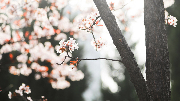 【风光】又是，一年春来到