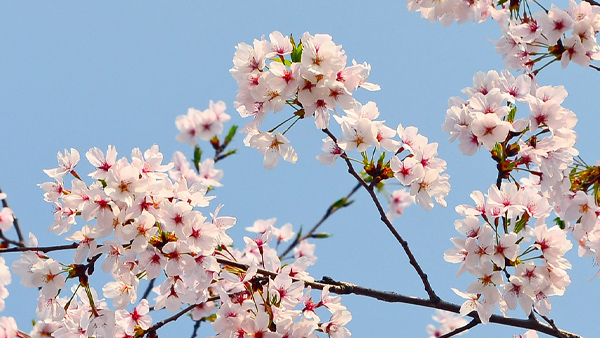 【风光】2019樱花季