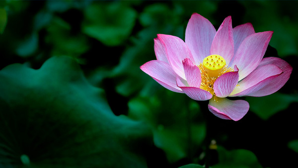 【风光】圆荷浮小叶，细细落轻花