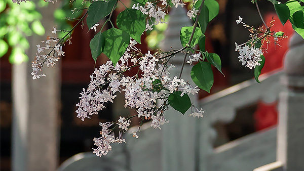 【风光】季节换了一个名字,随手拍下春天